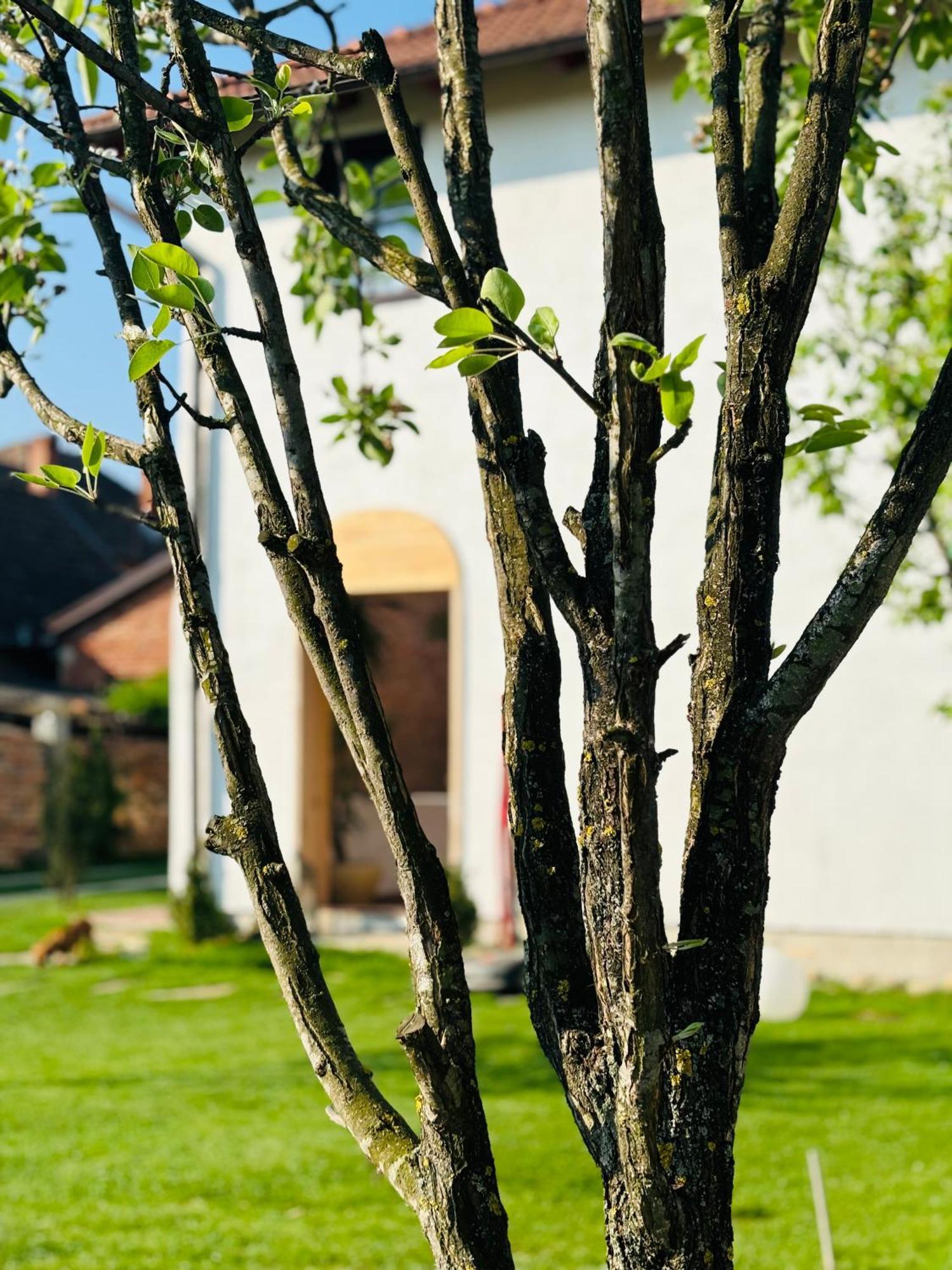 Elma Guesthouse Alba Iulia Exterior foto